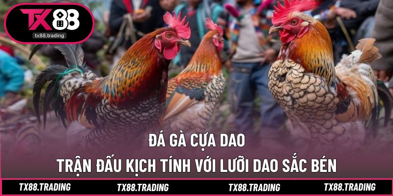 Đá Gà Cựa Dao